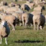 Hoe jij ook dít jaar een offer kan brengen voor ‘ied al-adhaa